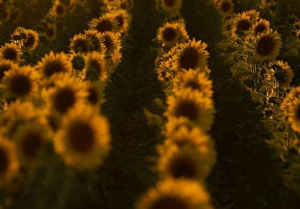 文艺而美好的心情说说(推荐21句)