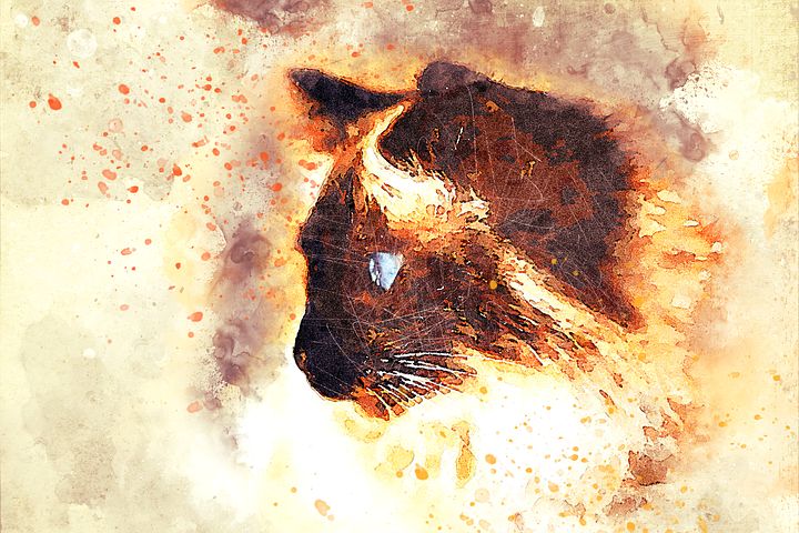 老公爱吃麻婆豆腐封面