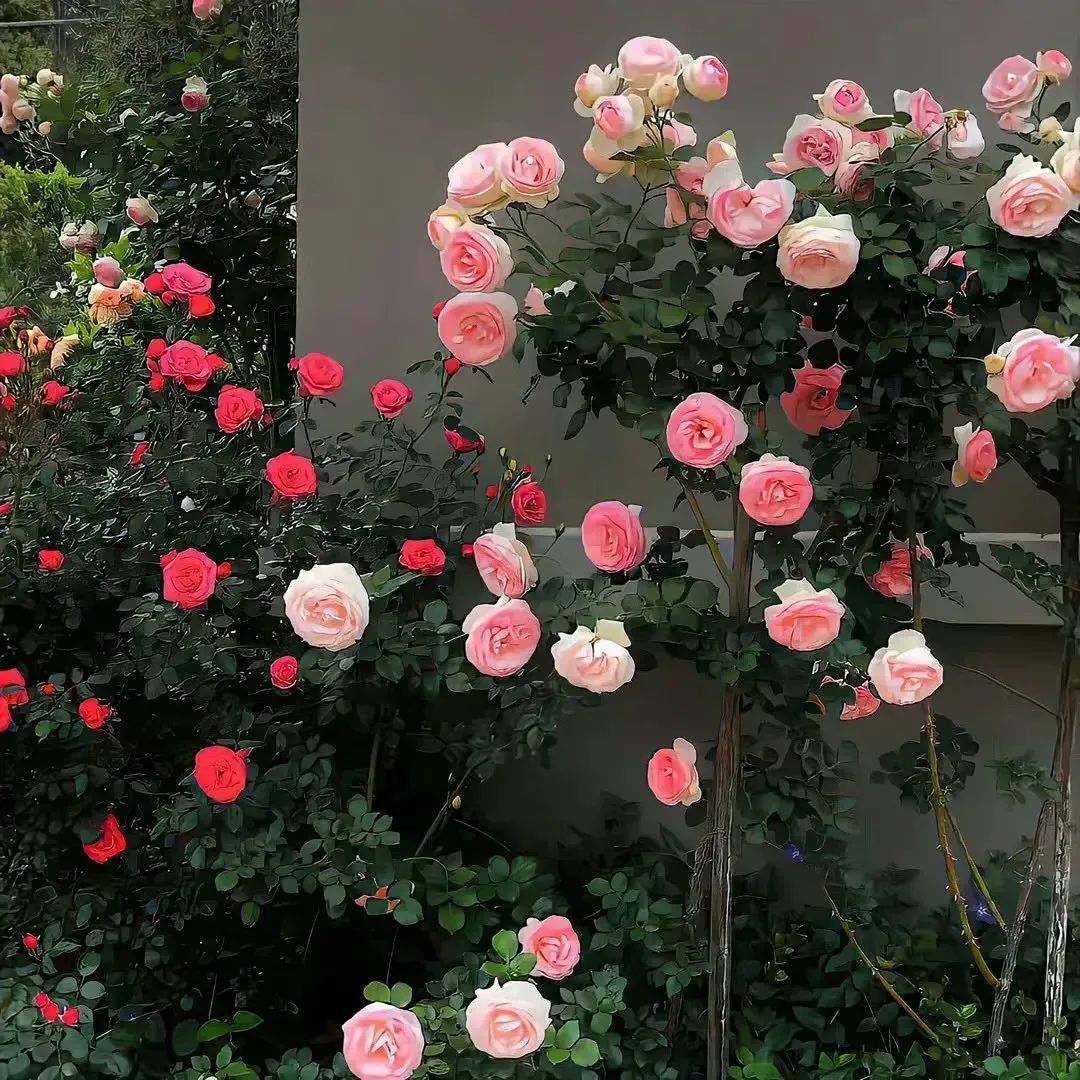 努力之花，绽放未来——20句励志箴言集锦